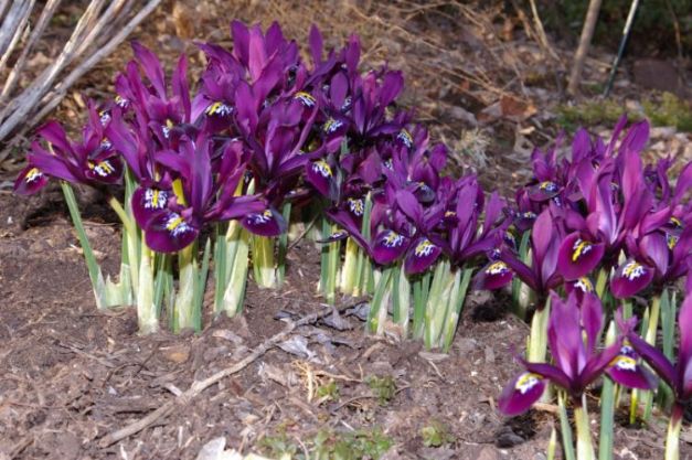 Iris Histrioides George